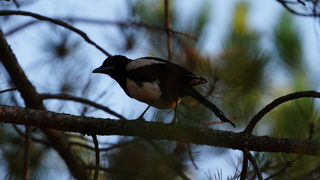 Eurasian Magpie