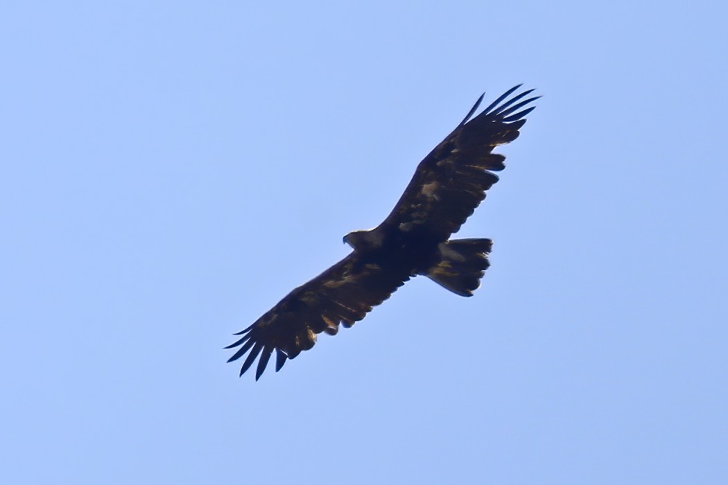 Şah kartal
