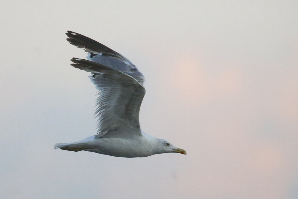 Yellow-legged Gull