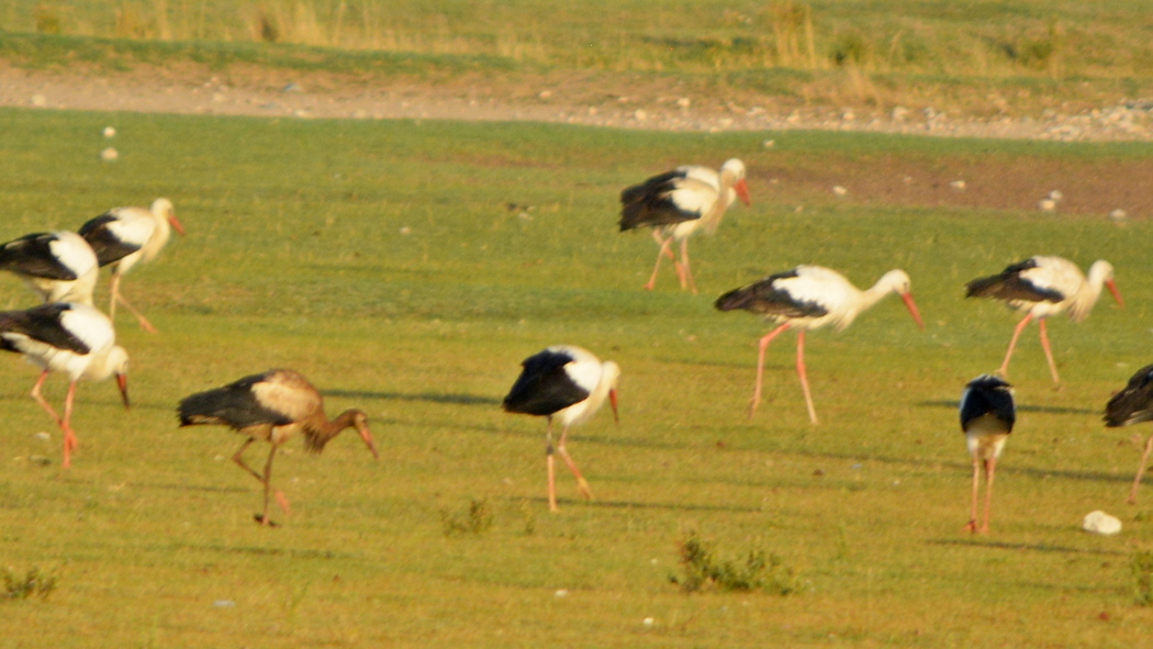 White Stork