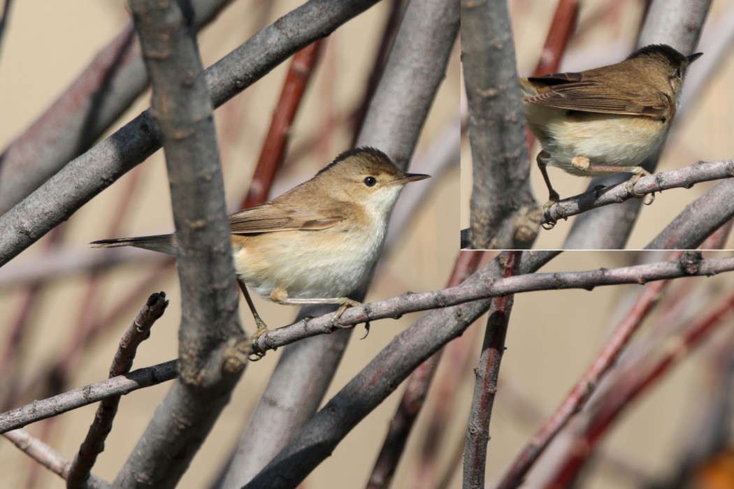 Marsh Warbler