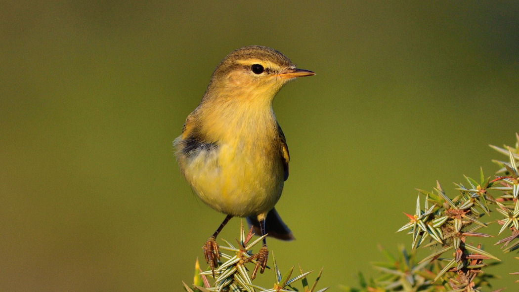 Willow Warbler