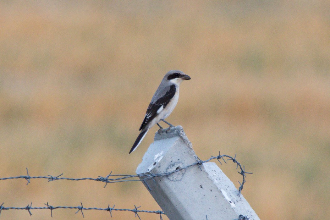 Lesser Grey Shrike