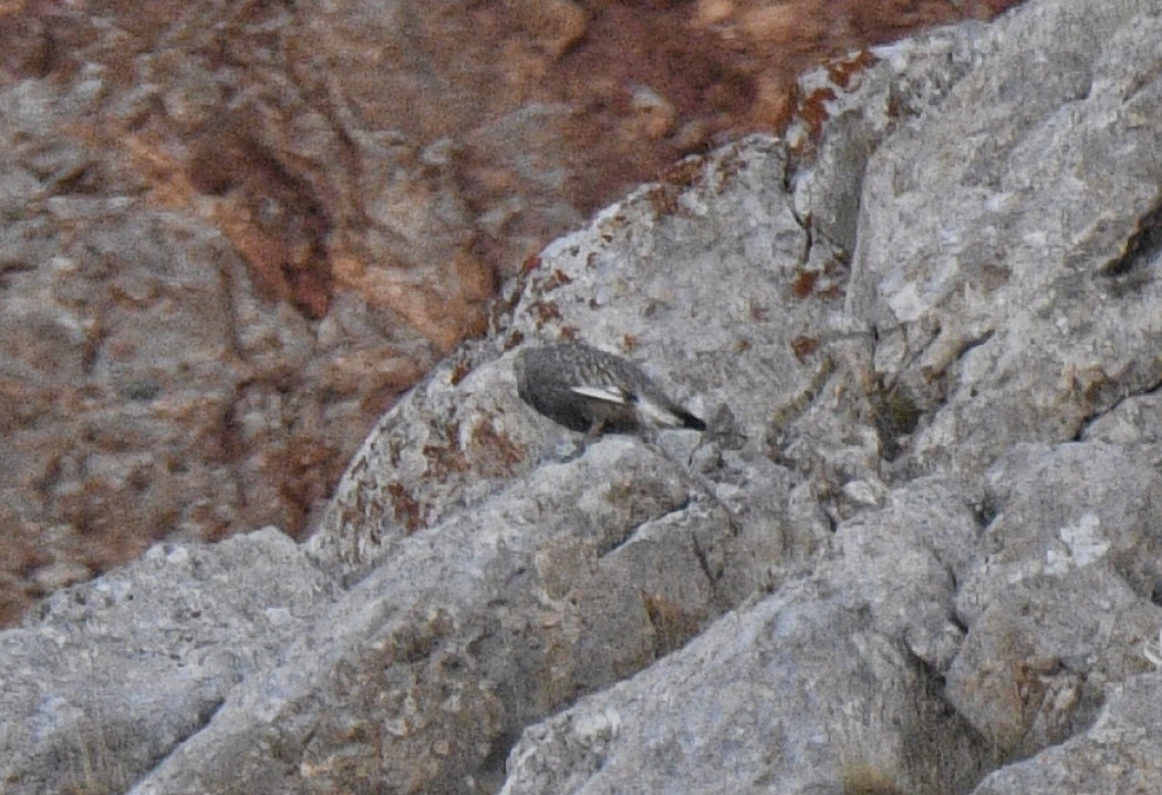 Caspian Snowcock
