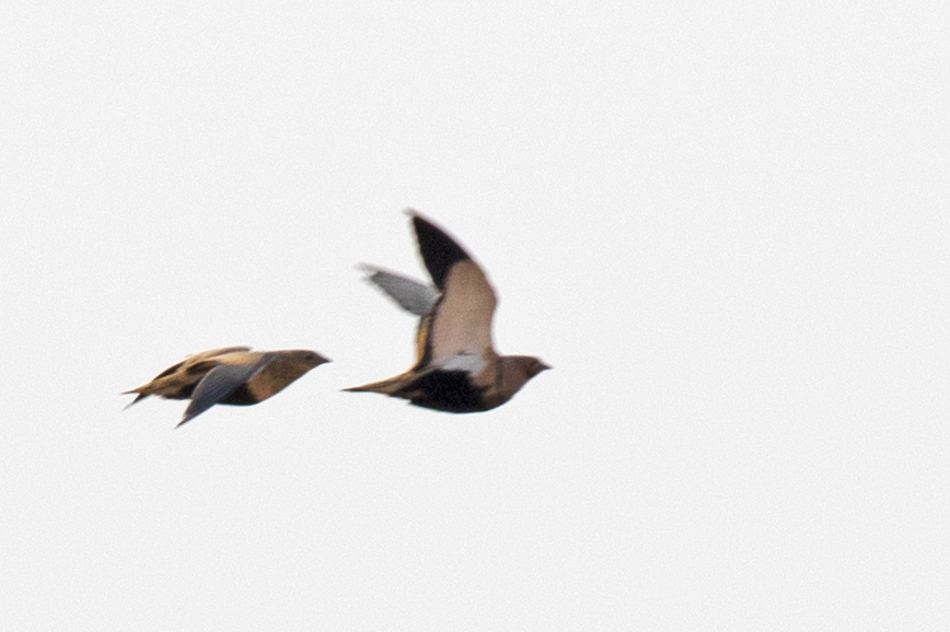Black-bellied Sandgrouse
