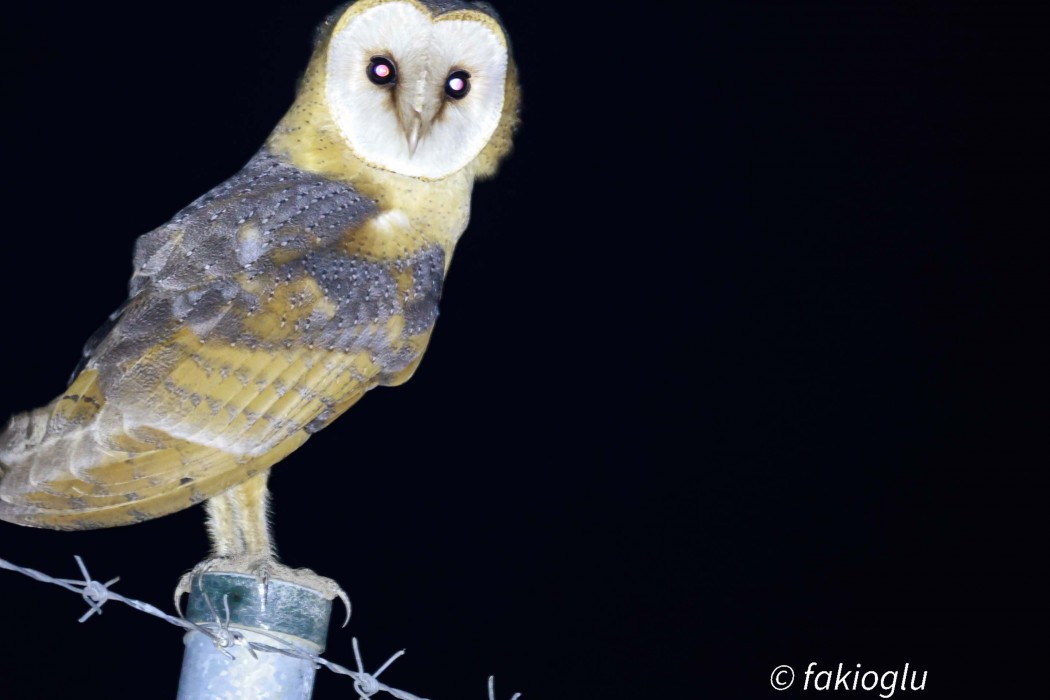 Western Barn Owl