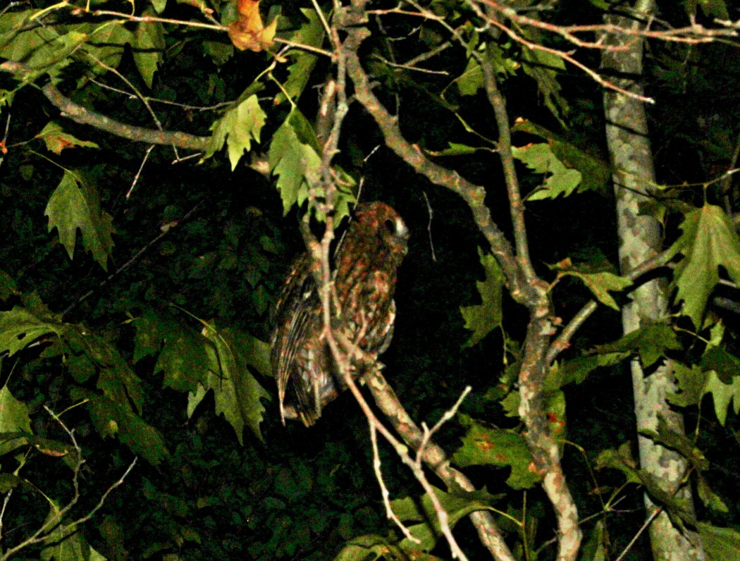 Tawny Owl