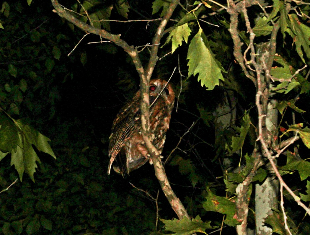 Tawny Owl