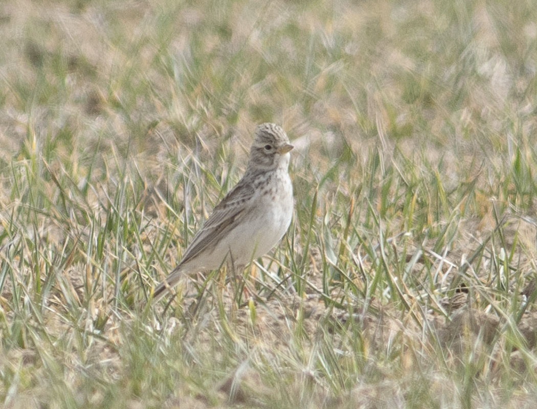 Turkestan Short-toed Lark