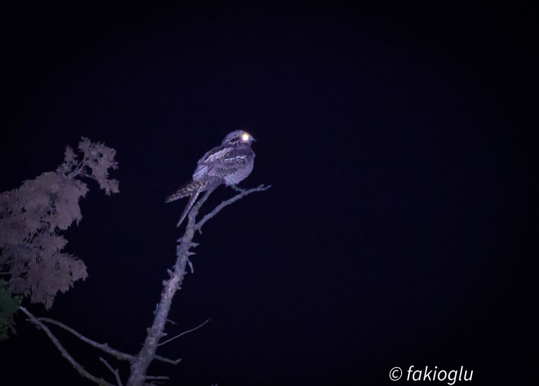 European Nightjar