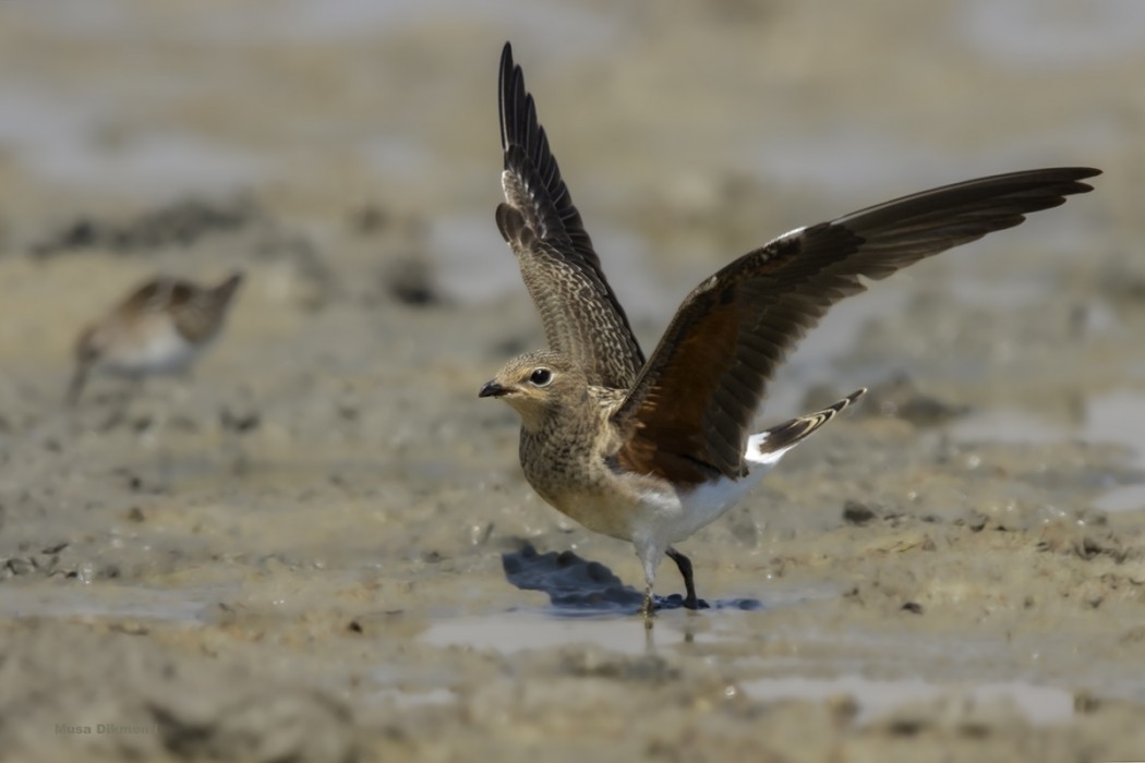 Collared Pratincole