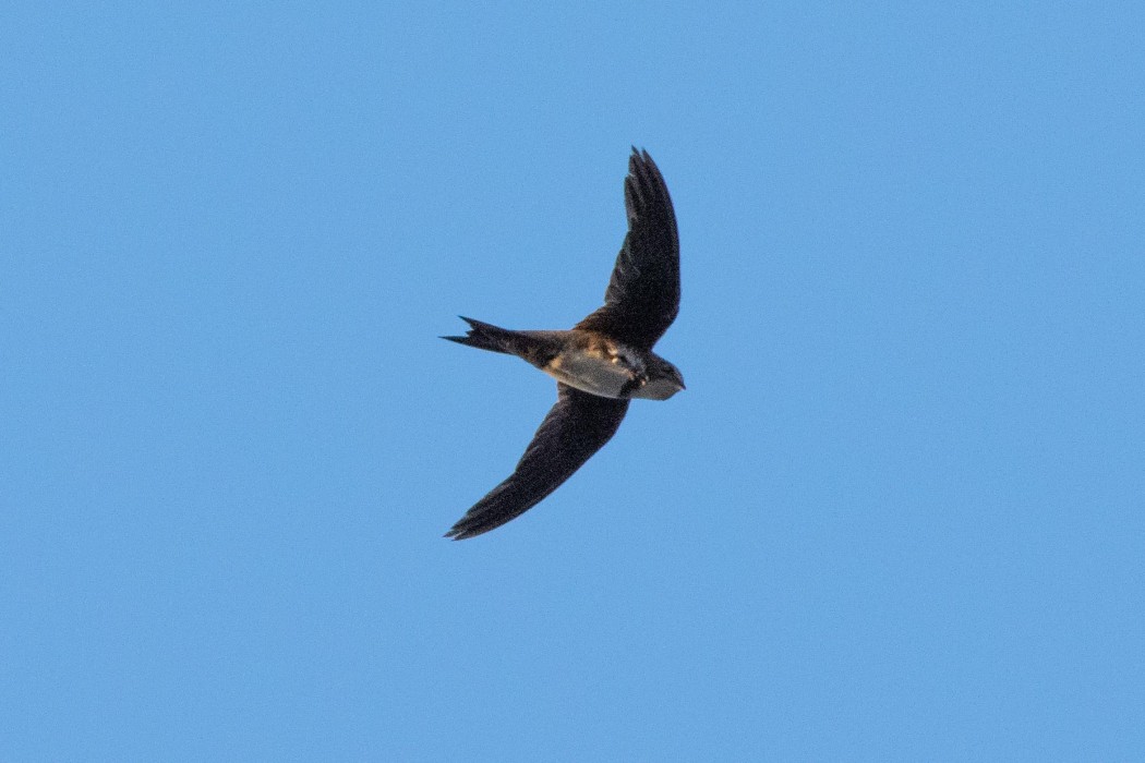 Alpine Swift