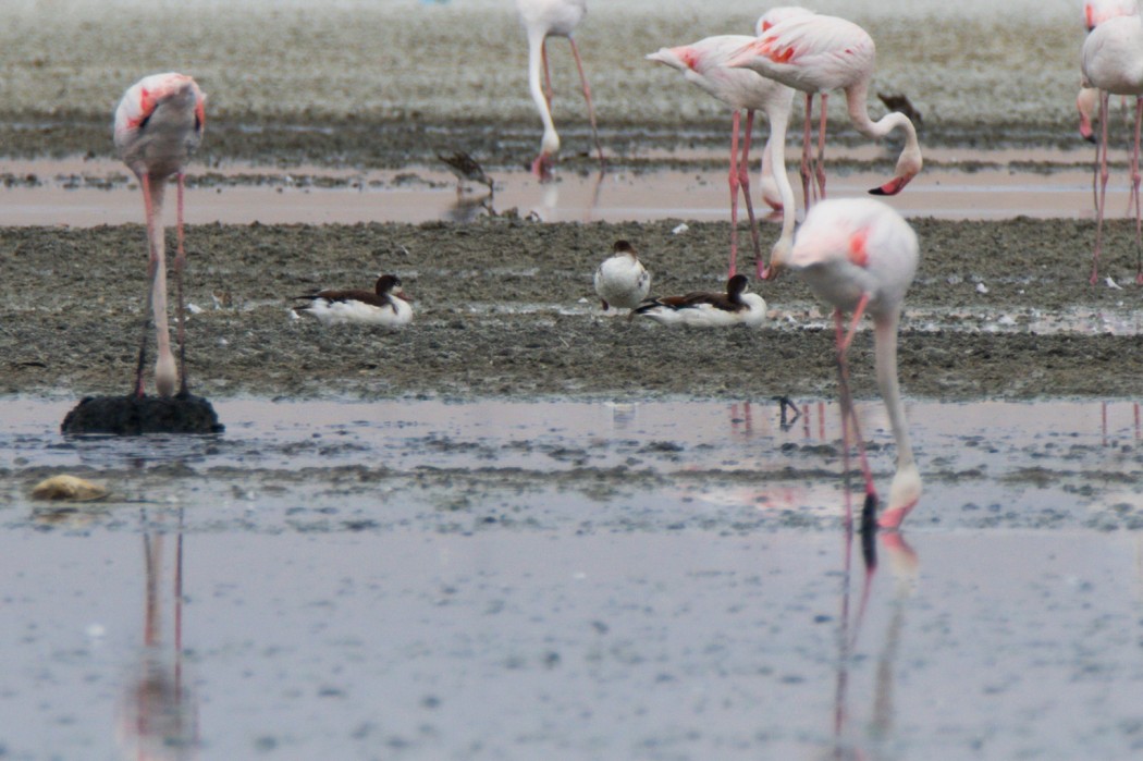 Common Shelduck