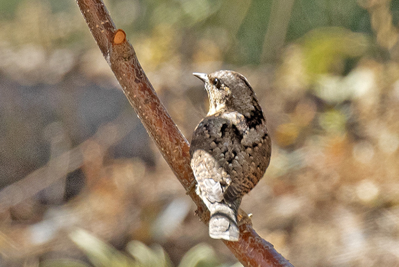 Eurasian Wryneck