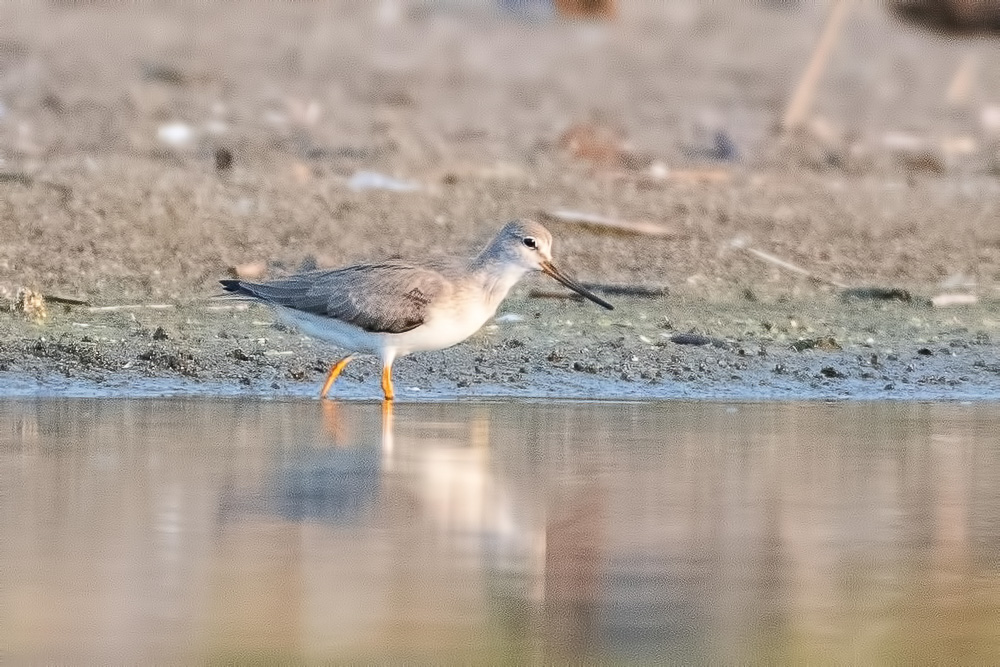 Terek Sandpiper