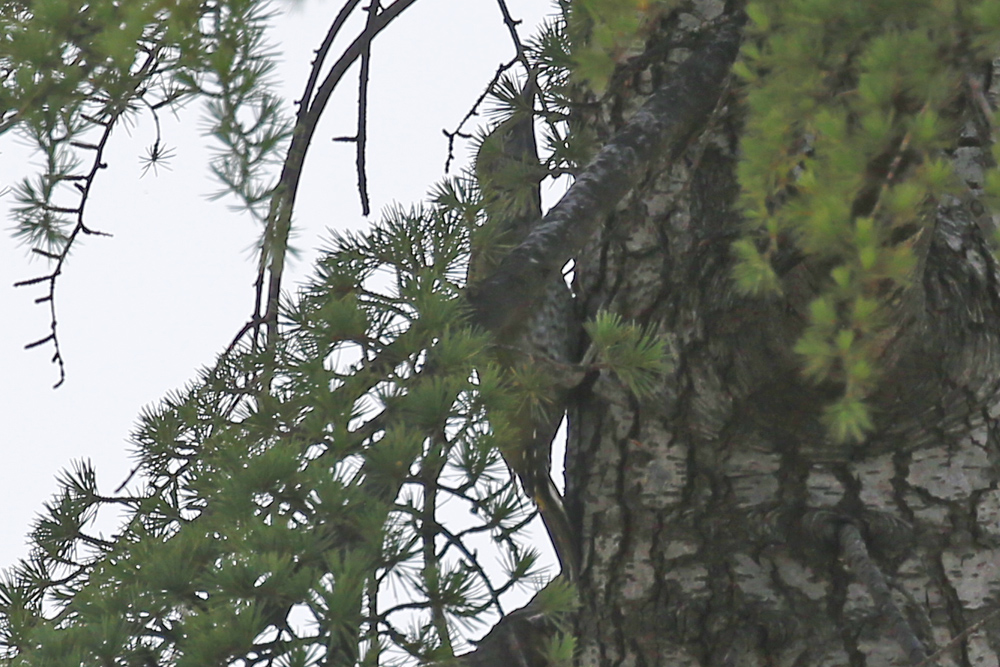European Green Woodpecker