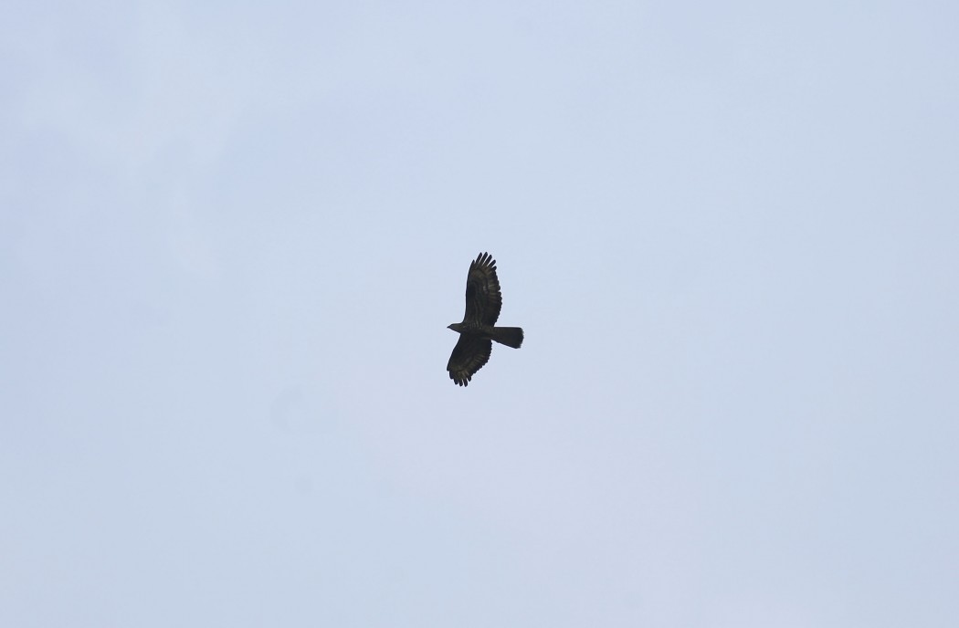 European Honey Buzzard