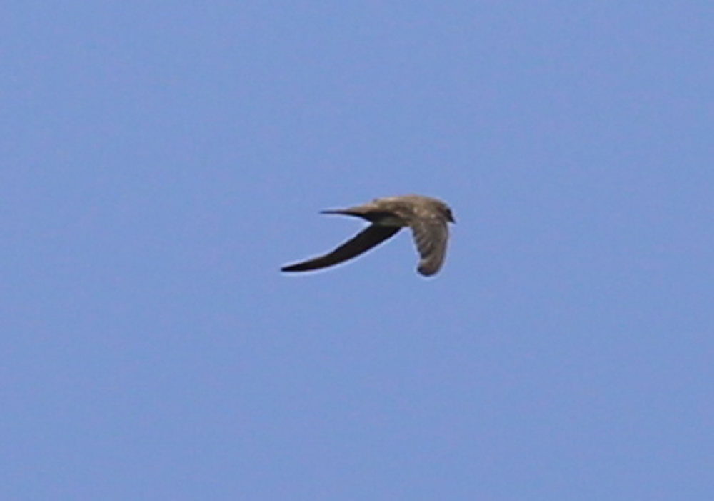 Alpine Swift