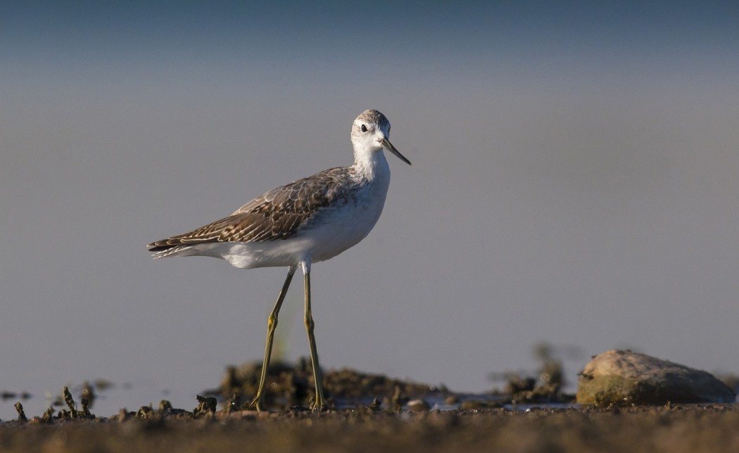 Marsh Sandpiper