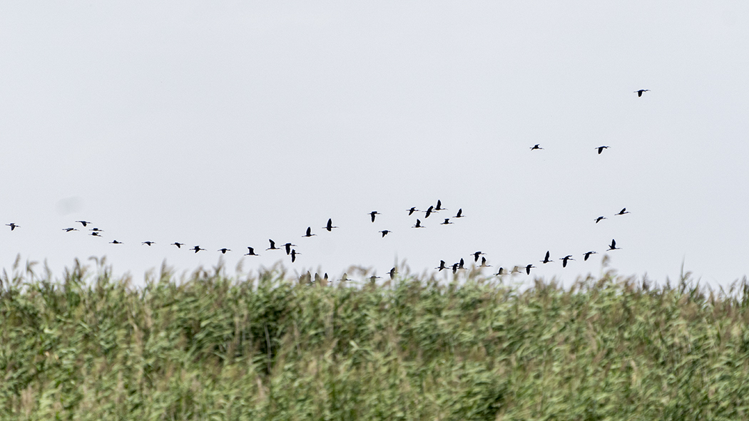 Glossy Ibis