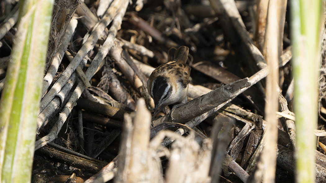 Moustached Warbler