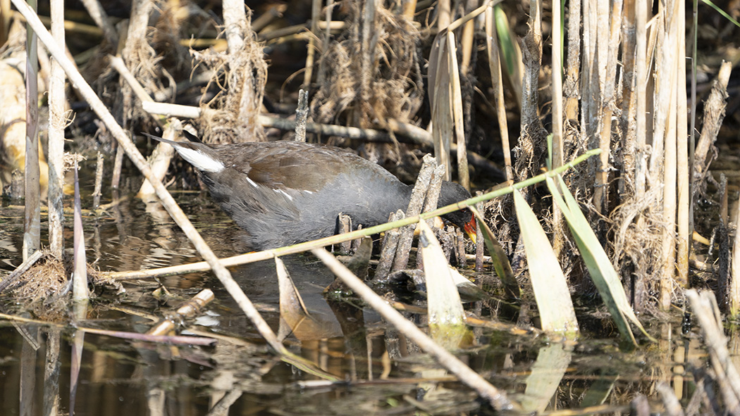 Common Moorhen