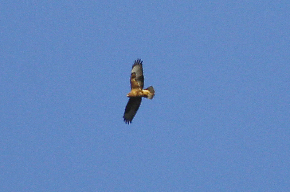 Common Buzzard