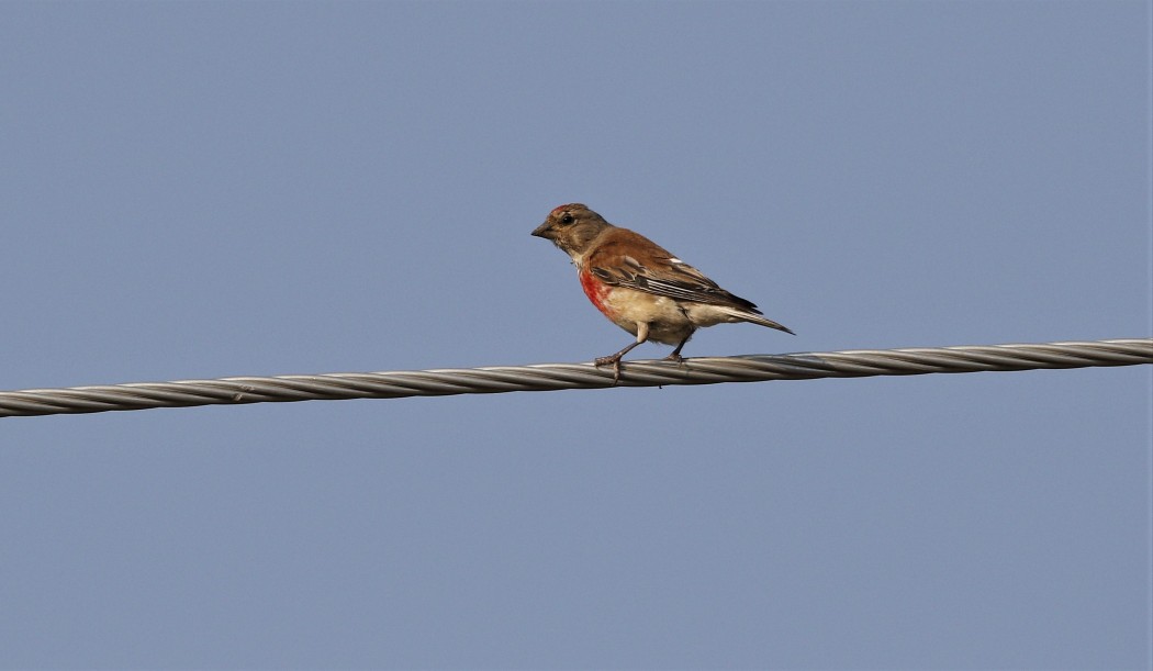 Common Linnet