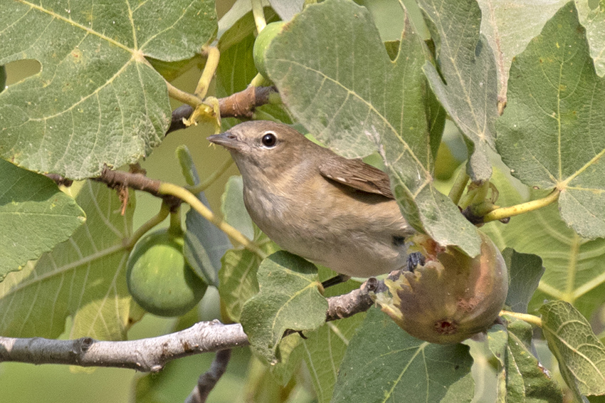 Garden Warbler
