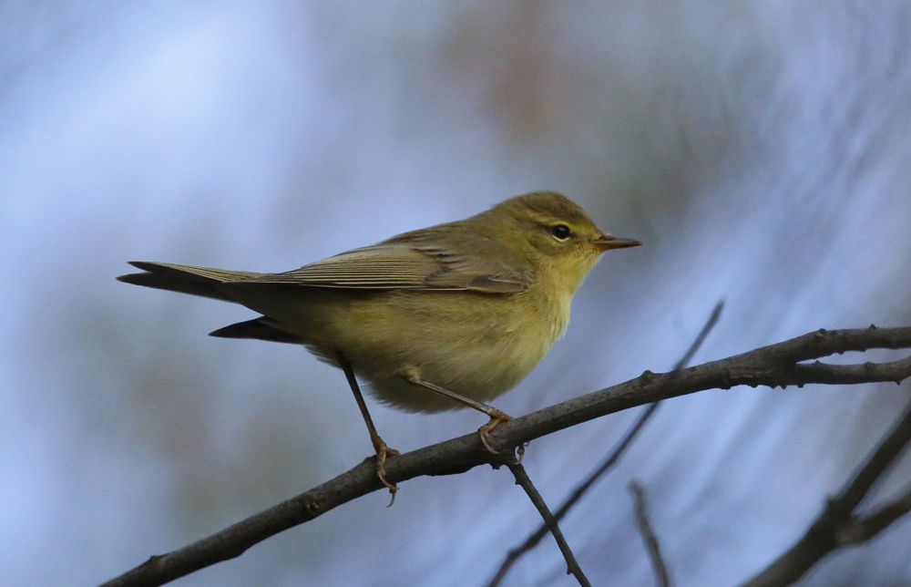 Common Chiffchaff