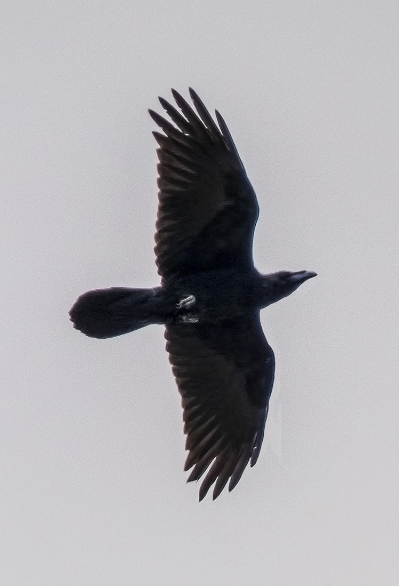 Northern Raven