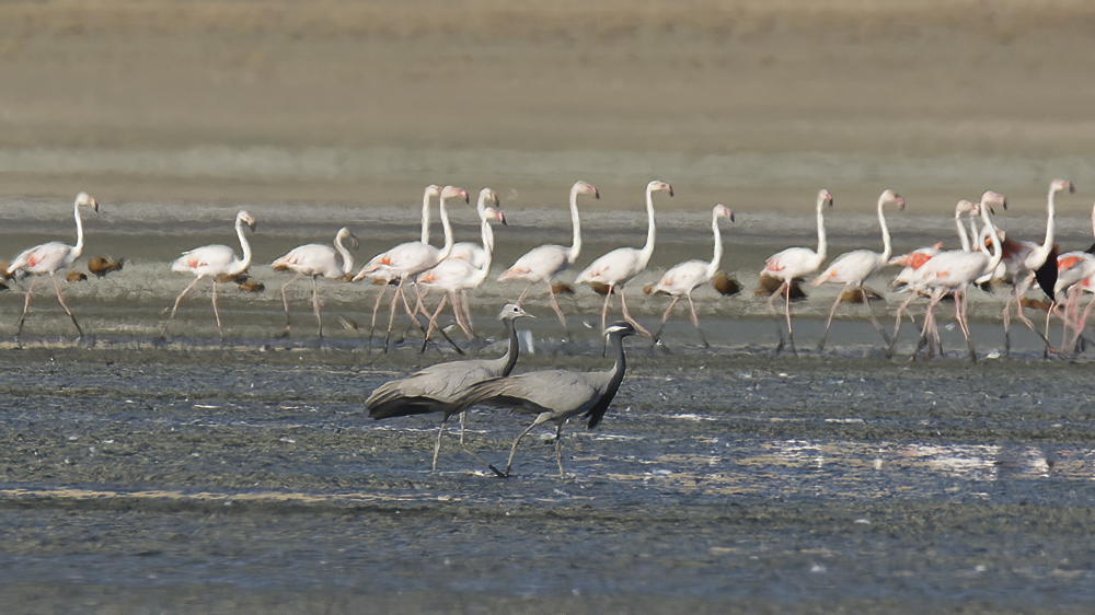 Demoiselle Crane