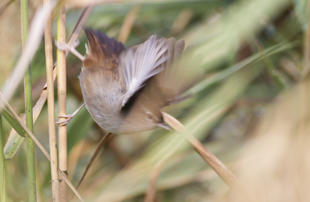 Cetti`s Warbler