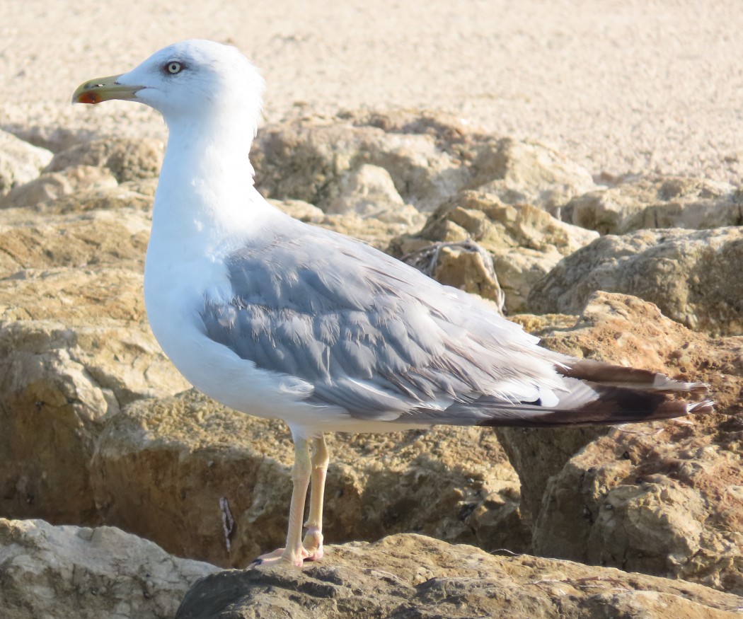 Yellow-legged Gull