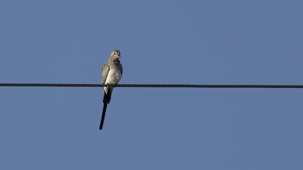 Namaqua Dove