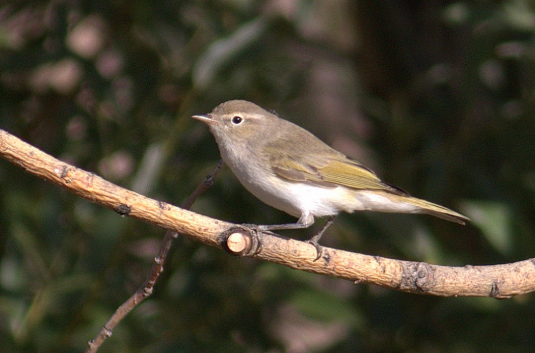 Eastern Bonelli`s Warbler