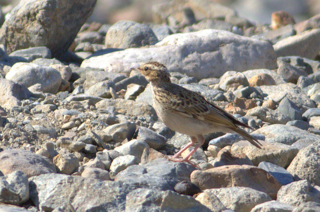 Woodlark