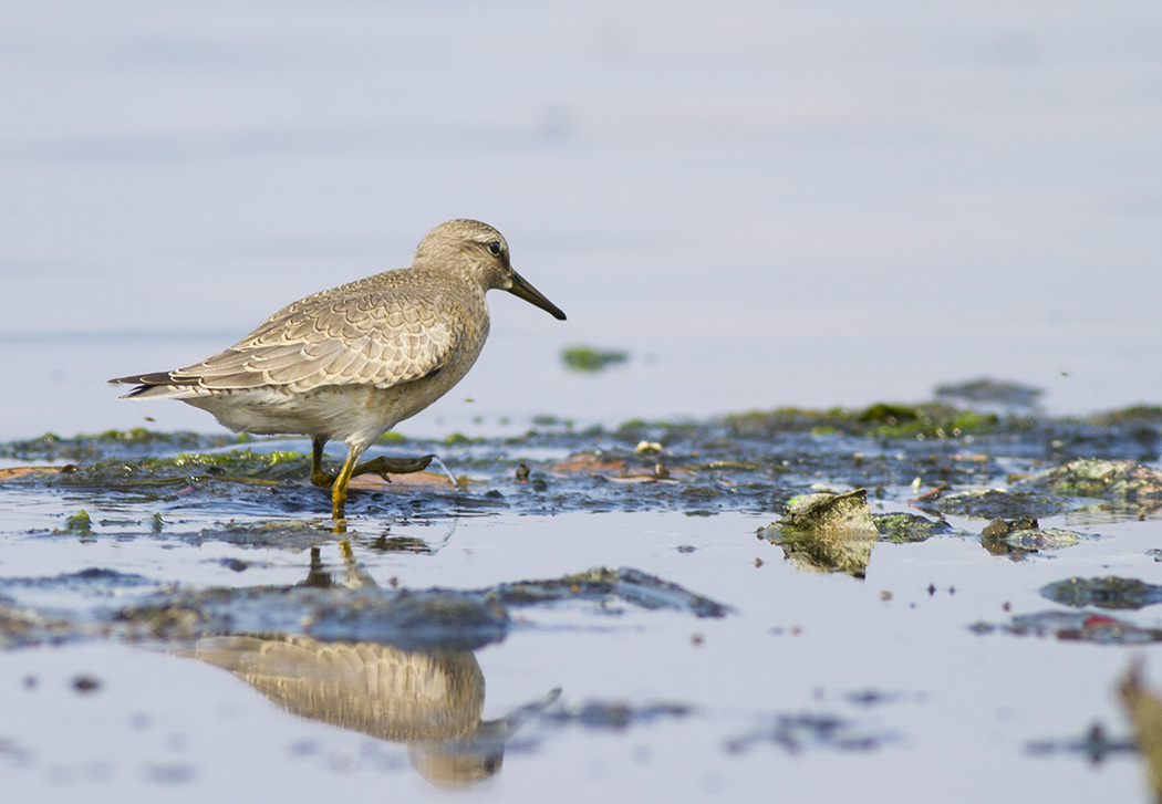 Red Knot