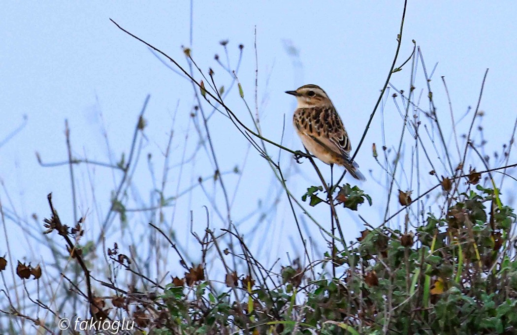 Whinchat