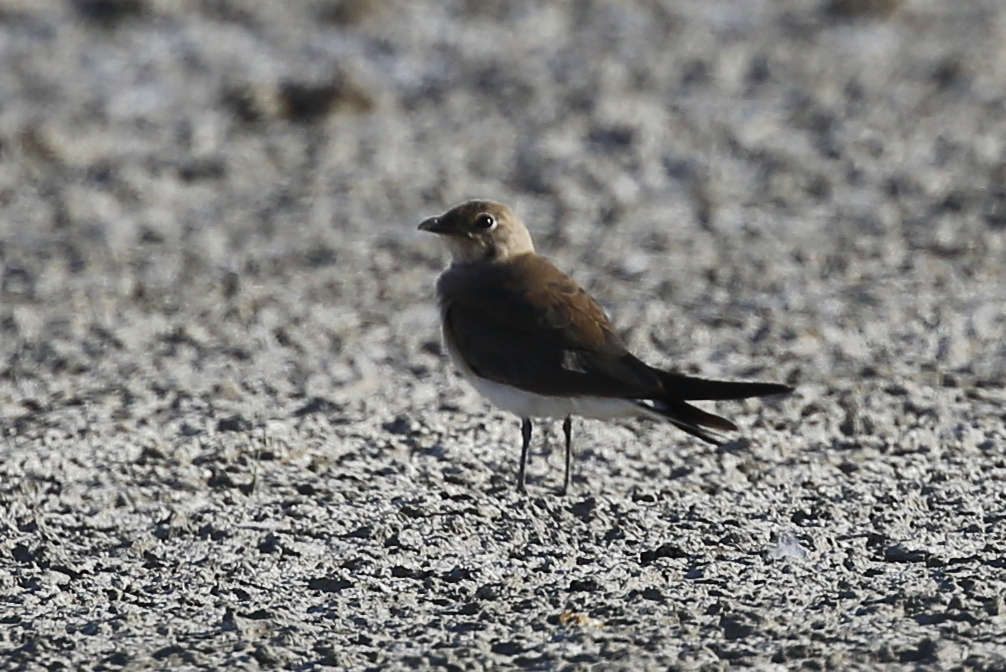 Collared Pratincole
