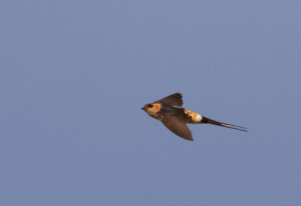 European Red-rumped Swallow