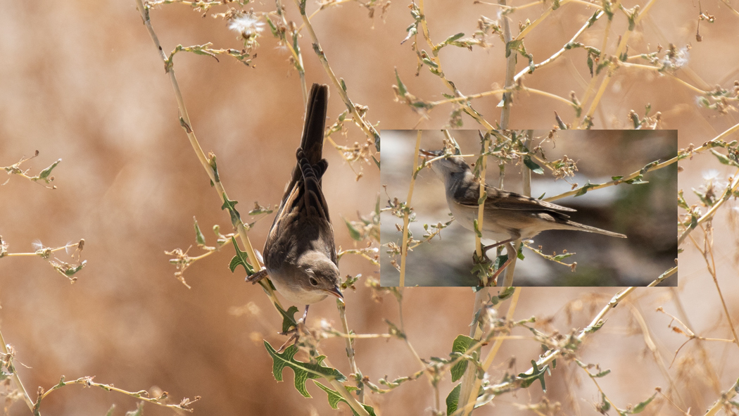 Common Whitethroat