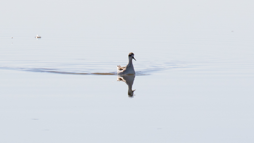 Red-necked Phalarope