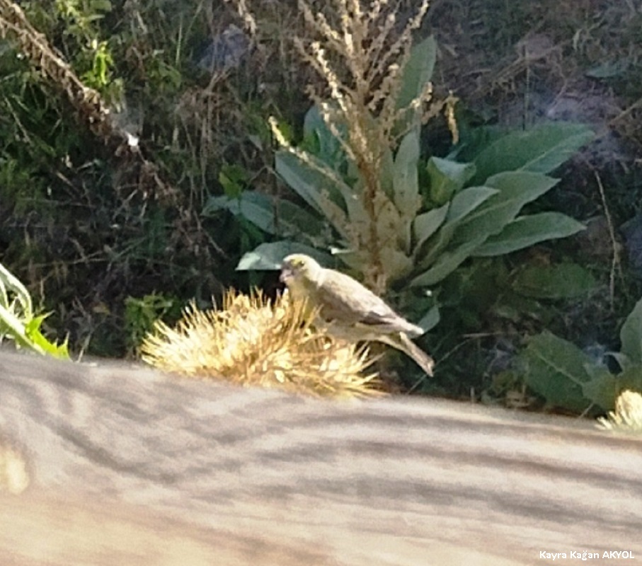 European Greenfinch