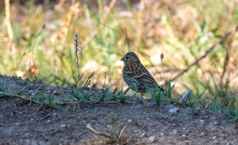 European Serin