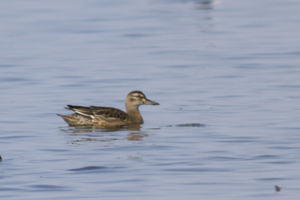 Garganey