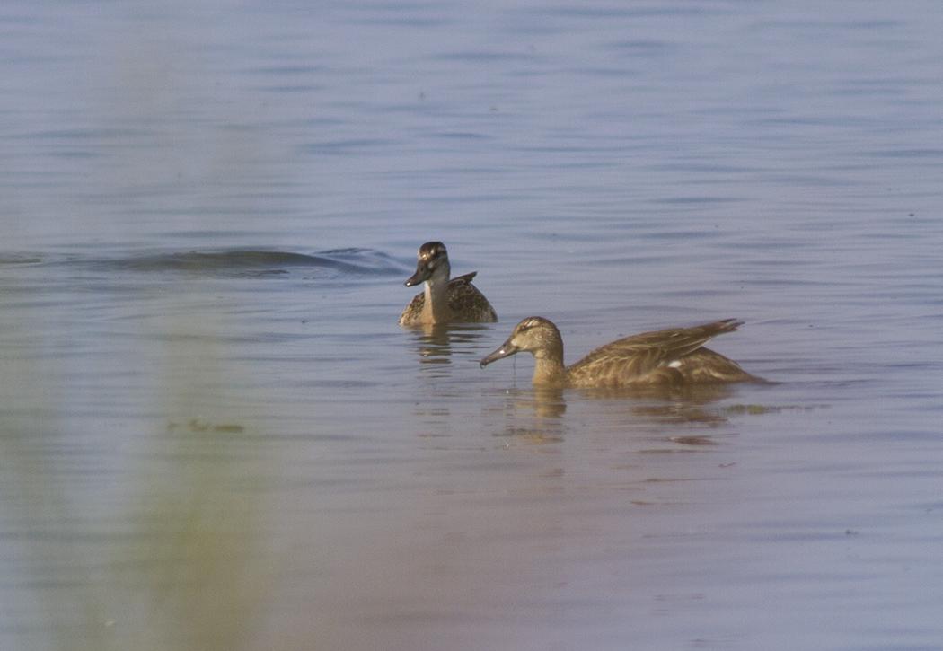 Garganey
