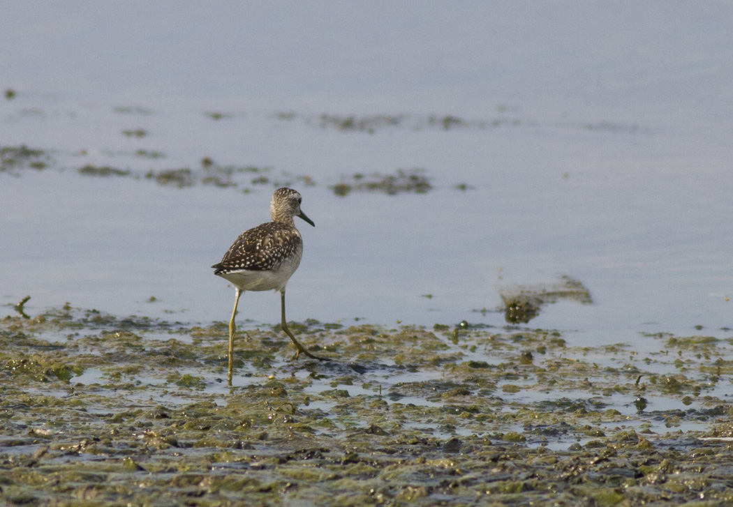 Wood Sandpiper