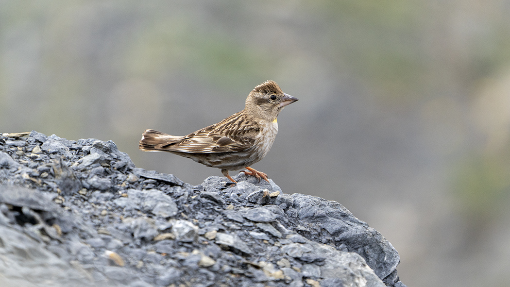 Rock Sparrow