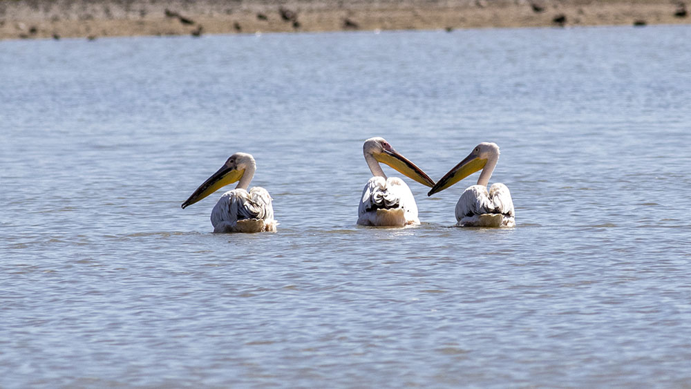 Great White Pelican
